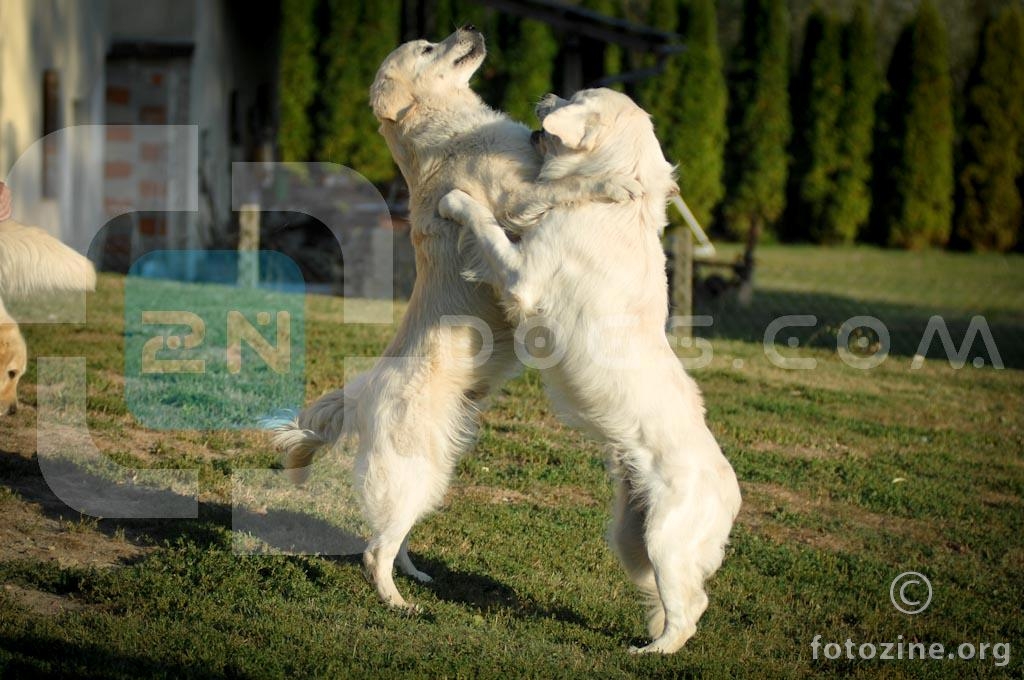 Boys playing, Hank & Fluke