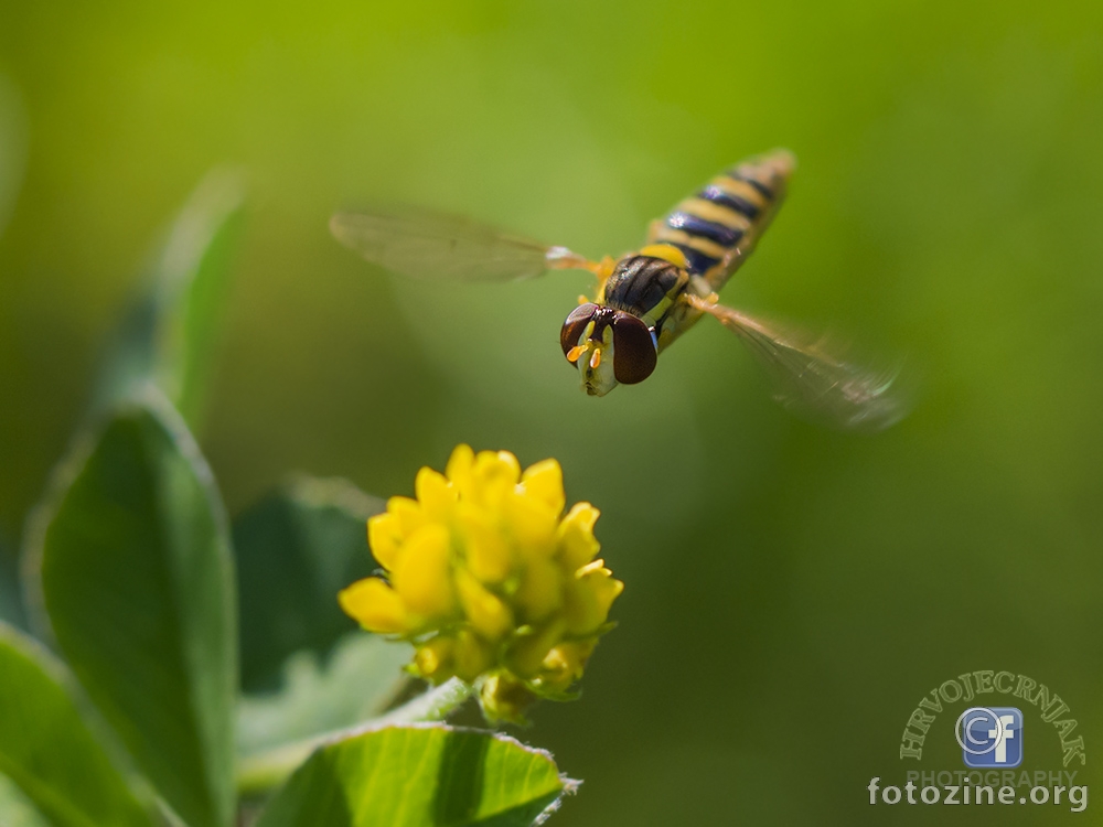 Lebdeca muha, Episyrphus balteatus