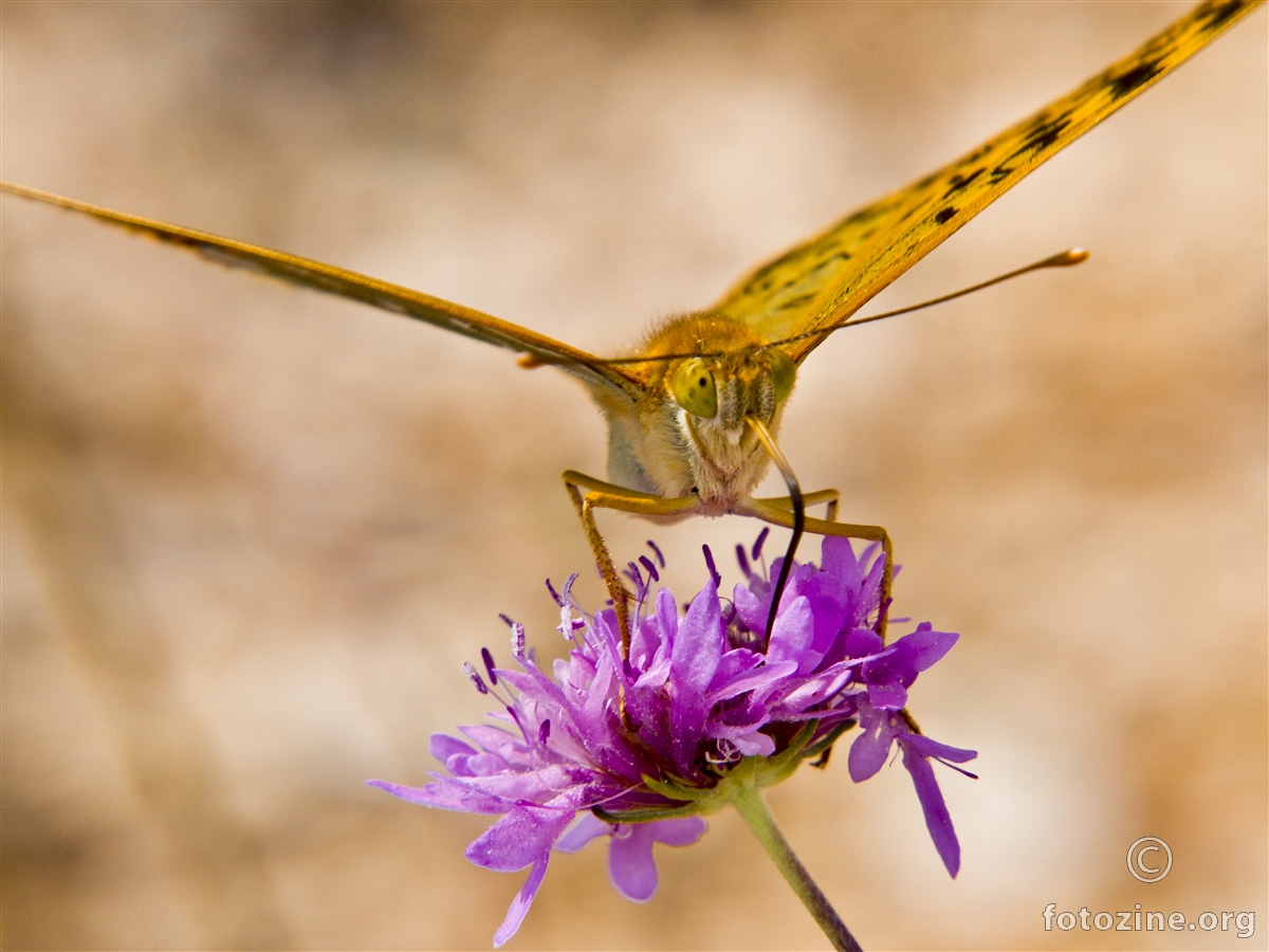 Kardinal, Argynnis pandora