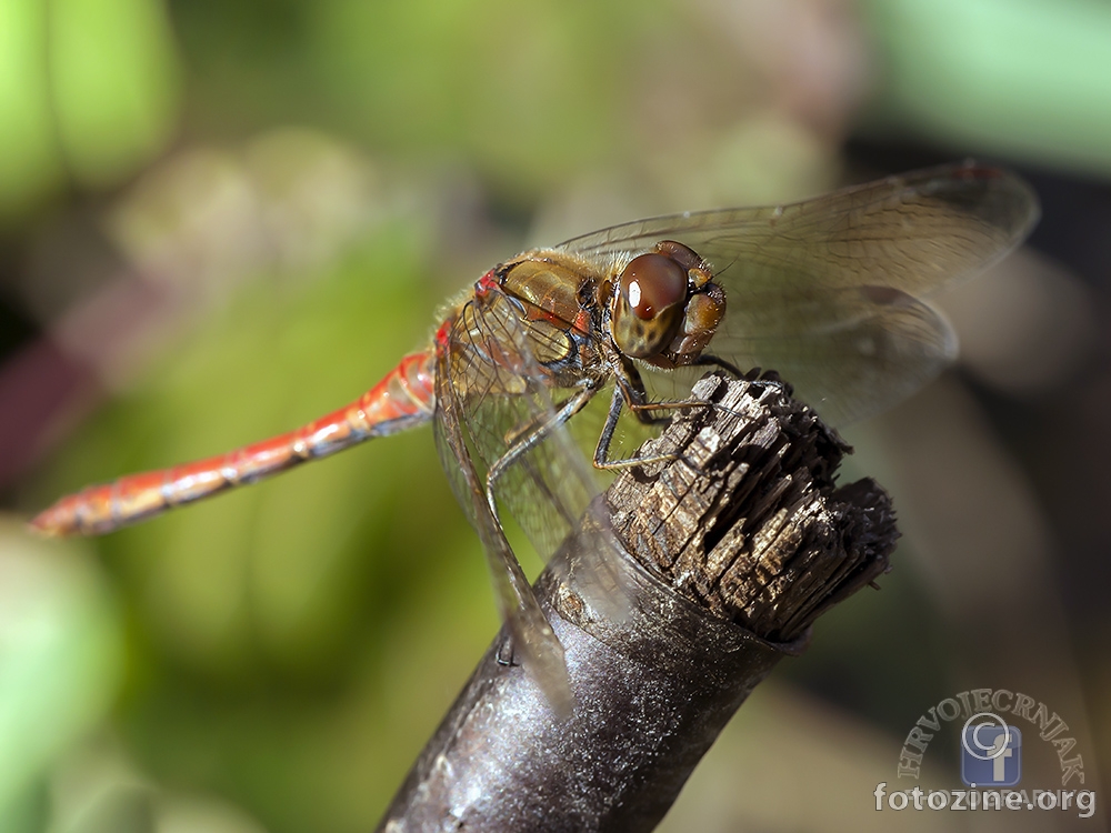 Sympetrum striolatum 2