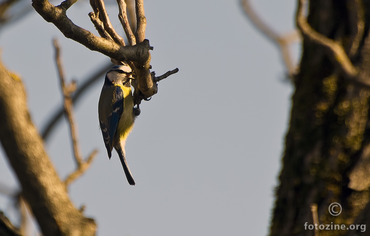 Rollin' on a branch :)