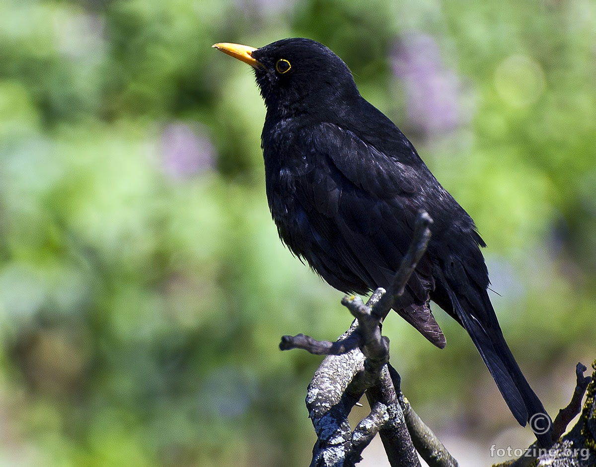 Kos Turdus merula, 