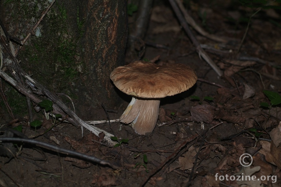 Boletus aestivalis