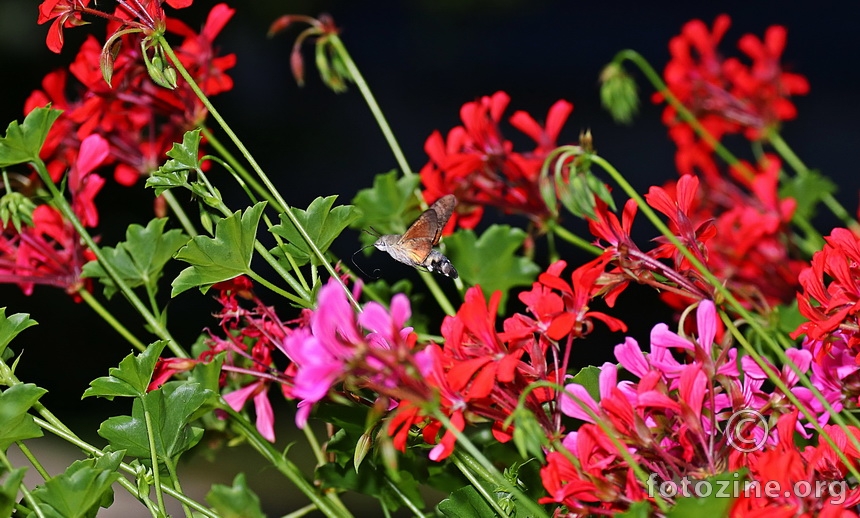 Carstvo pelargonija