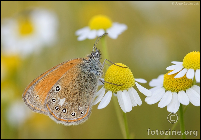 Srebrenorubi okaš (Coenonympha glycerion)