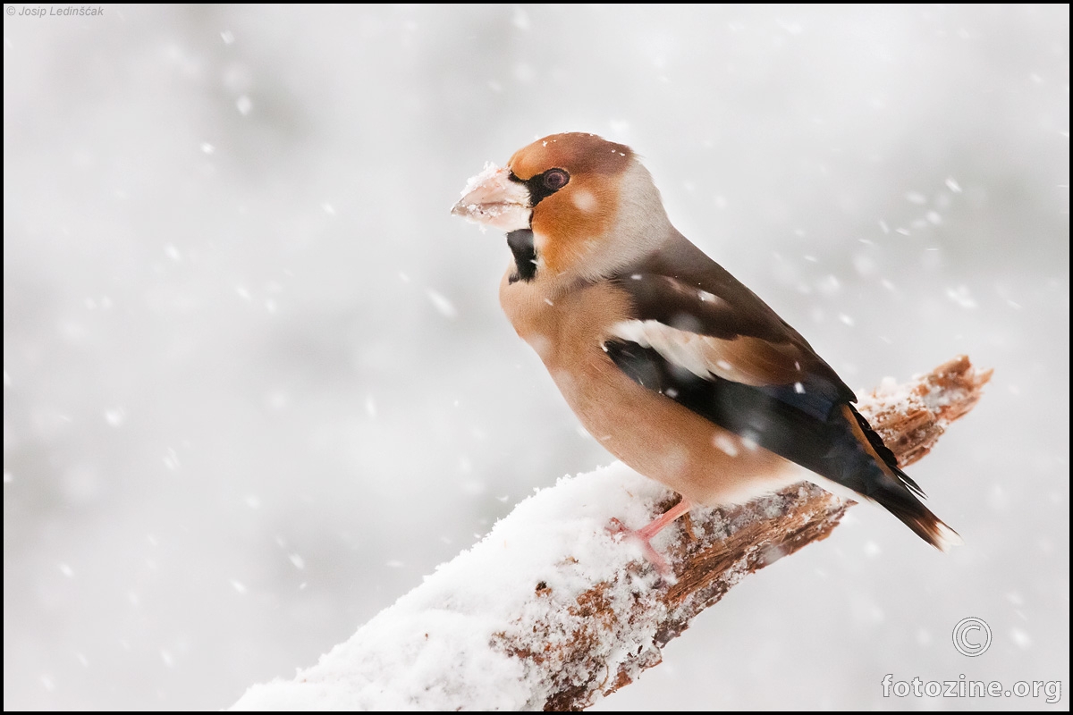 Batokljun (Coccothraustes coccothraustes)