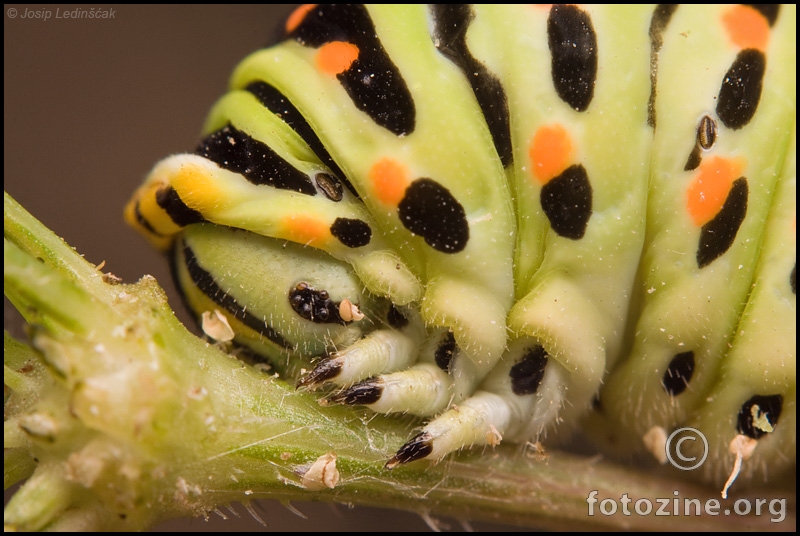 Lastin rep (Papilio machaon)