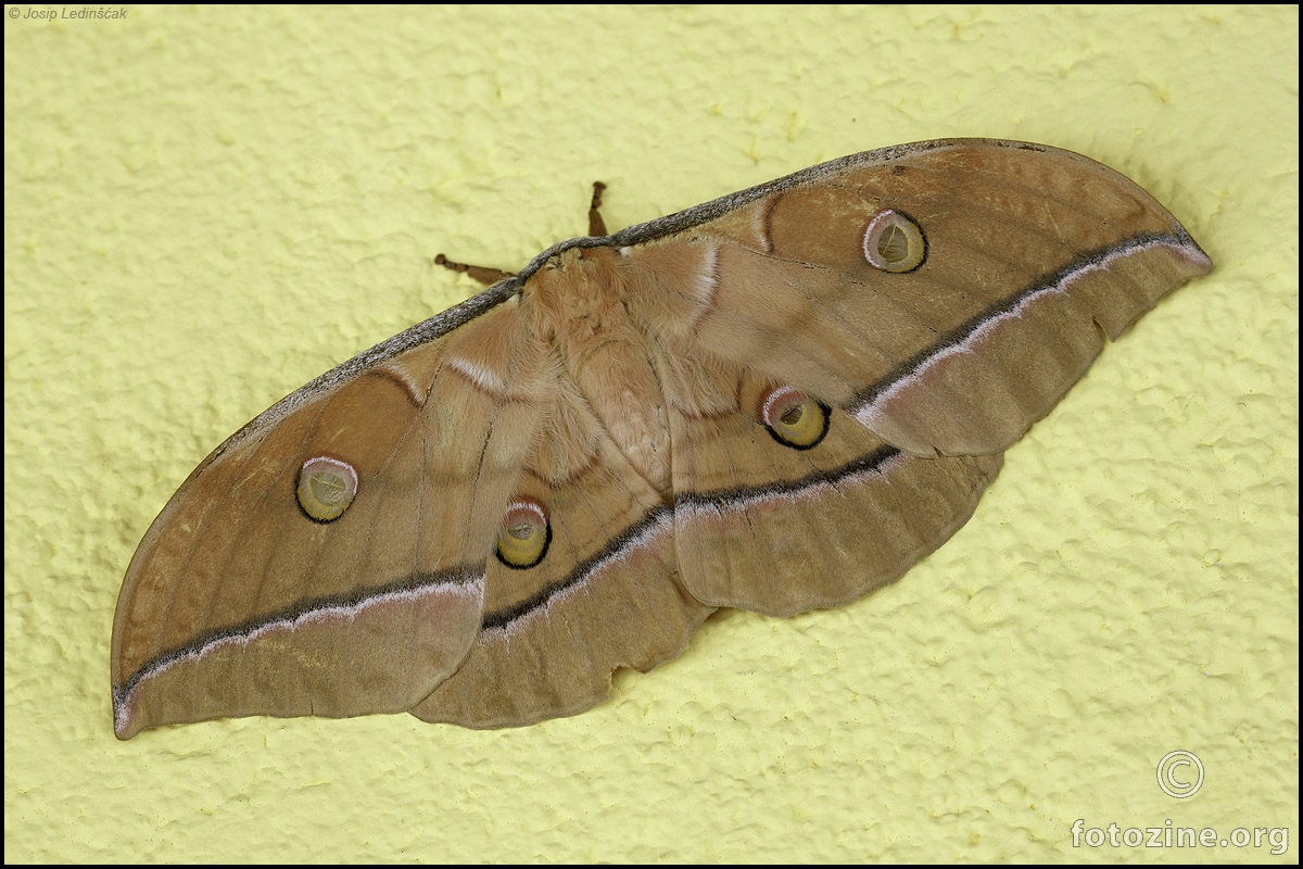 Japansko noćno paunče (Antheraea yamamai)