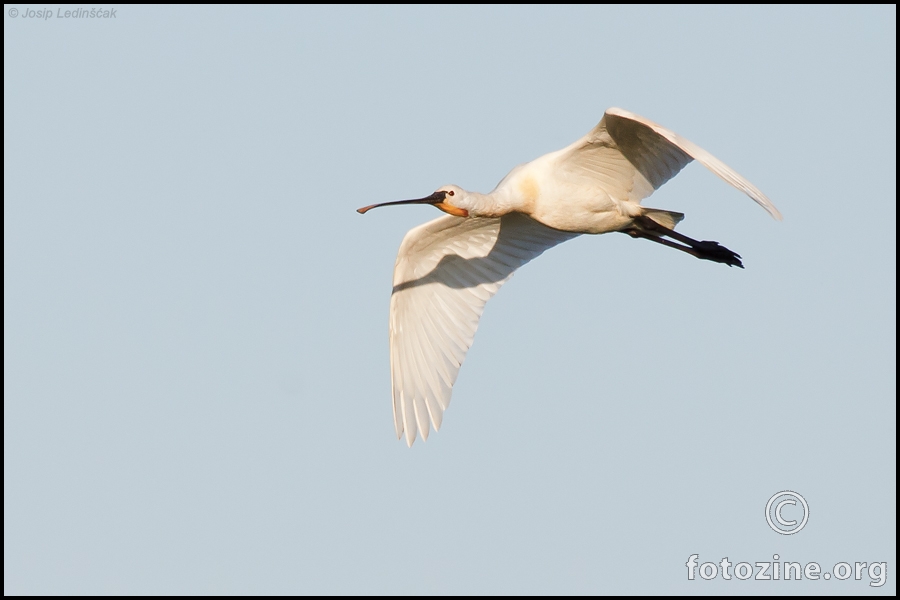 Žličarka (Platalea leucorodia)