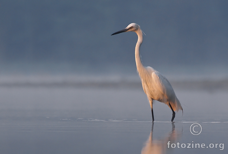 Mala bijela čaplja (Egretta garzetta)