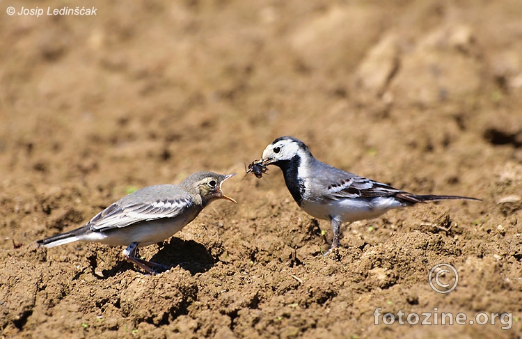 Bijela pastirica (Motacilla alba)