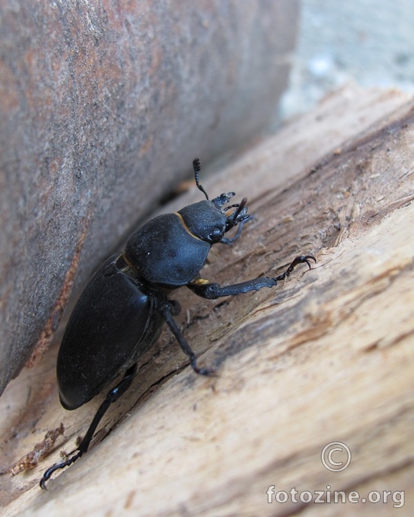 stag beetle