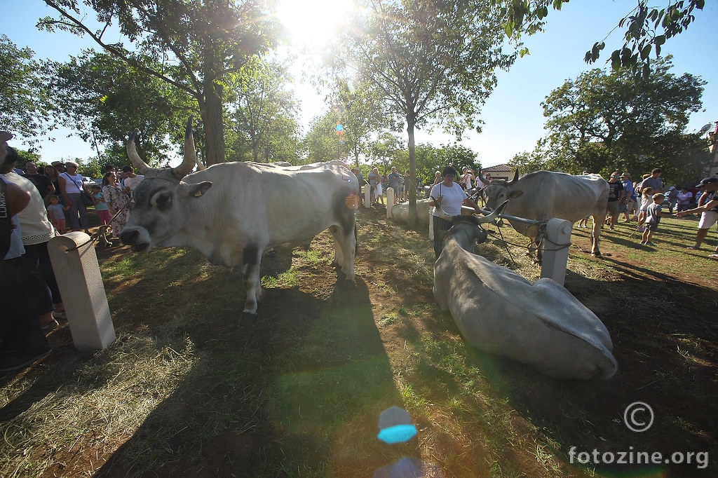 Galjardo, Bakin, Rušin