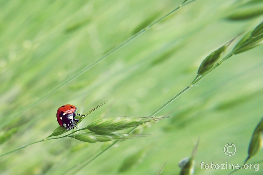 Ladybug