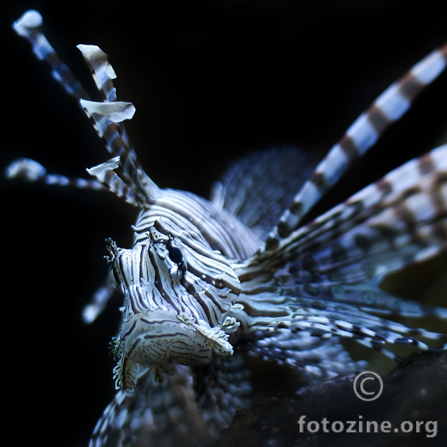 Lionfish