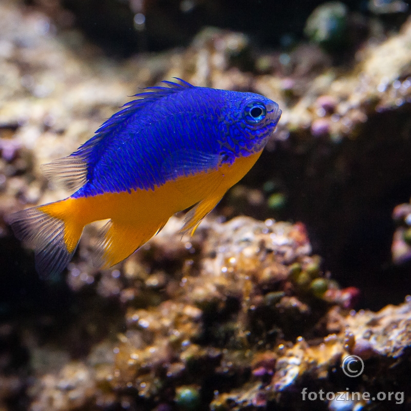 Yellowtail Damselfish