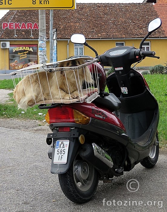 čovjek i pas putuju...