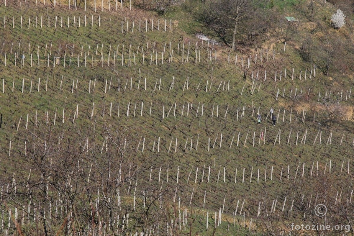 Proljetni vinograd