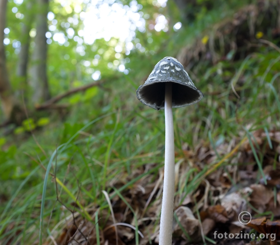 Coprinus picaceus