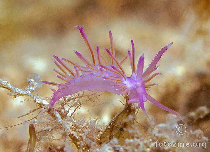 Flabellina affinis