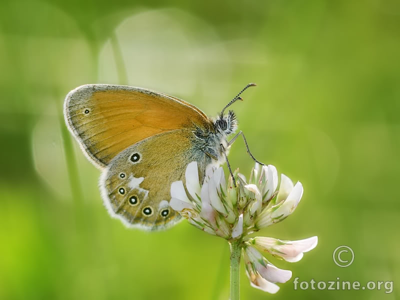 Coenonympha glycerion