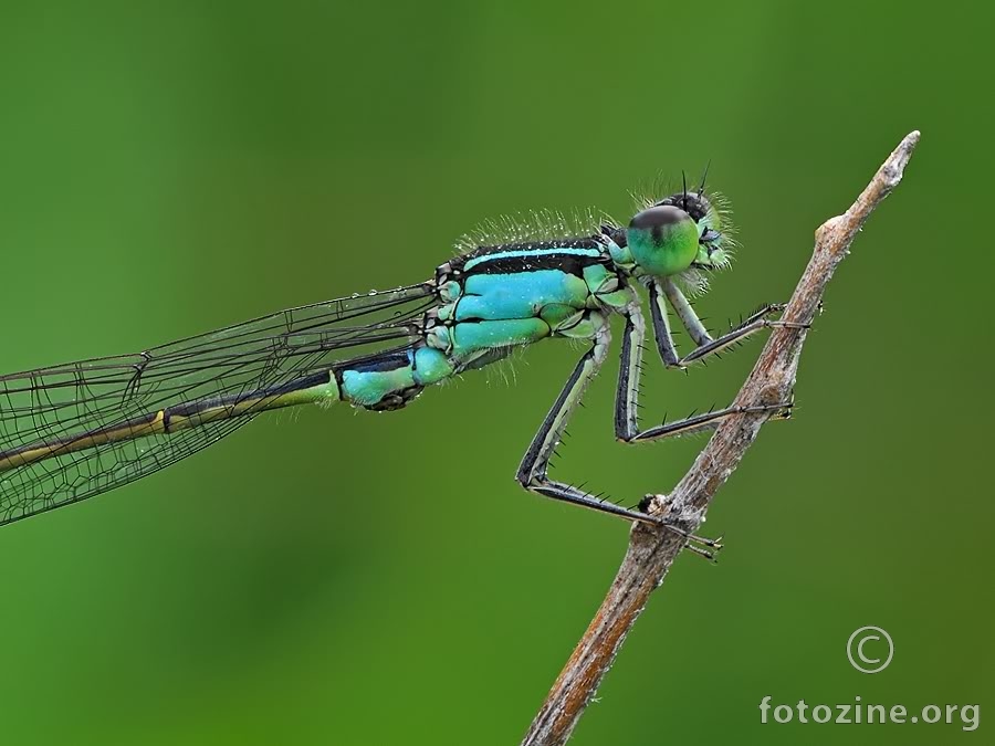 Damselfly