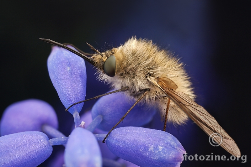 Bombylius