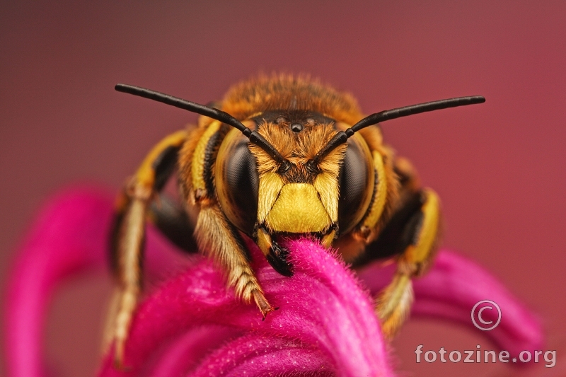 Wool Carder Bee