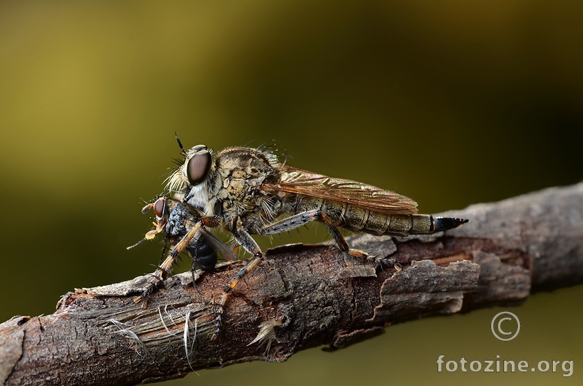 Robber fly 