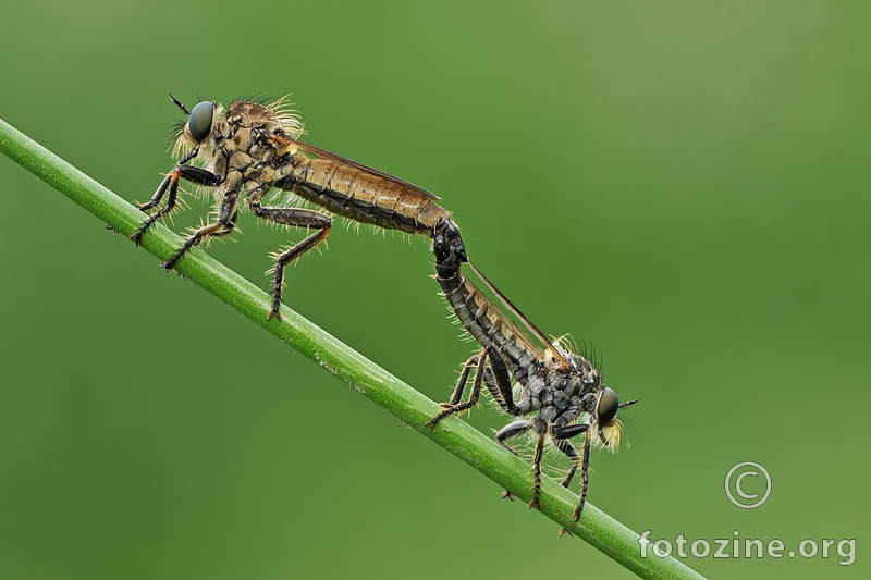 Robber flies in love