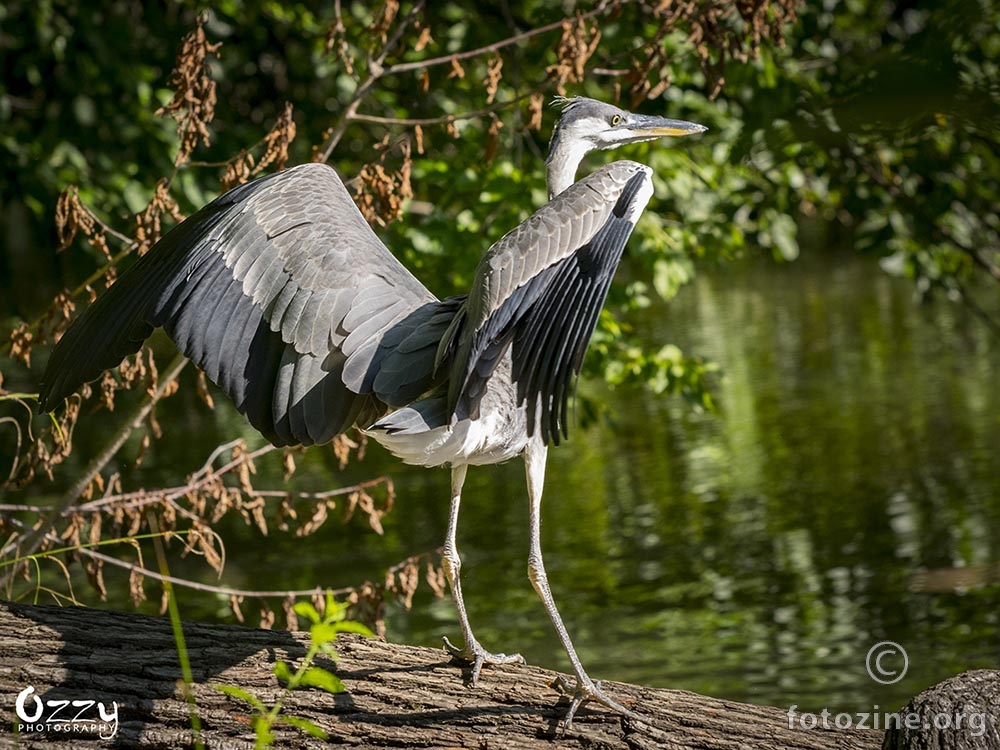 Siva caplja (Ardea cinerea)