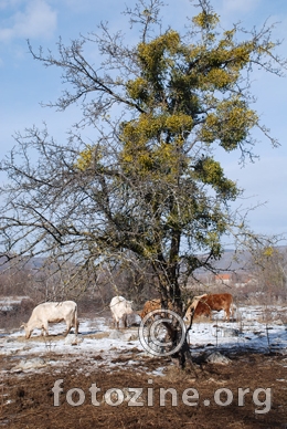 skladne boje 