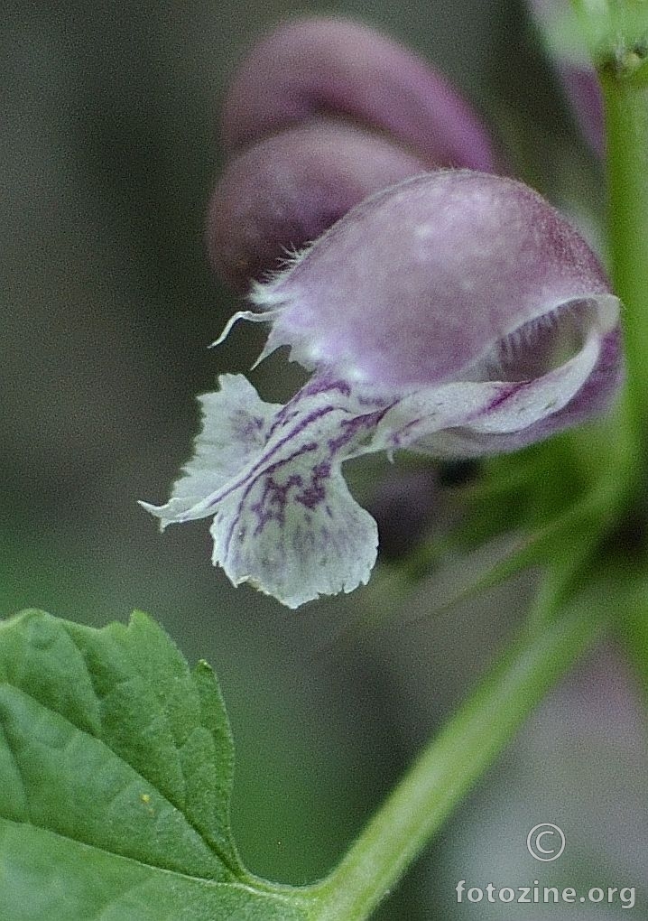 Šumska kopriva II