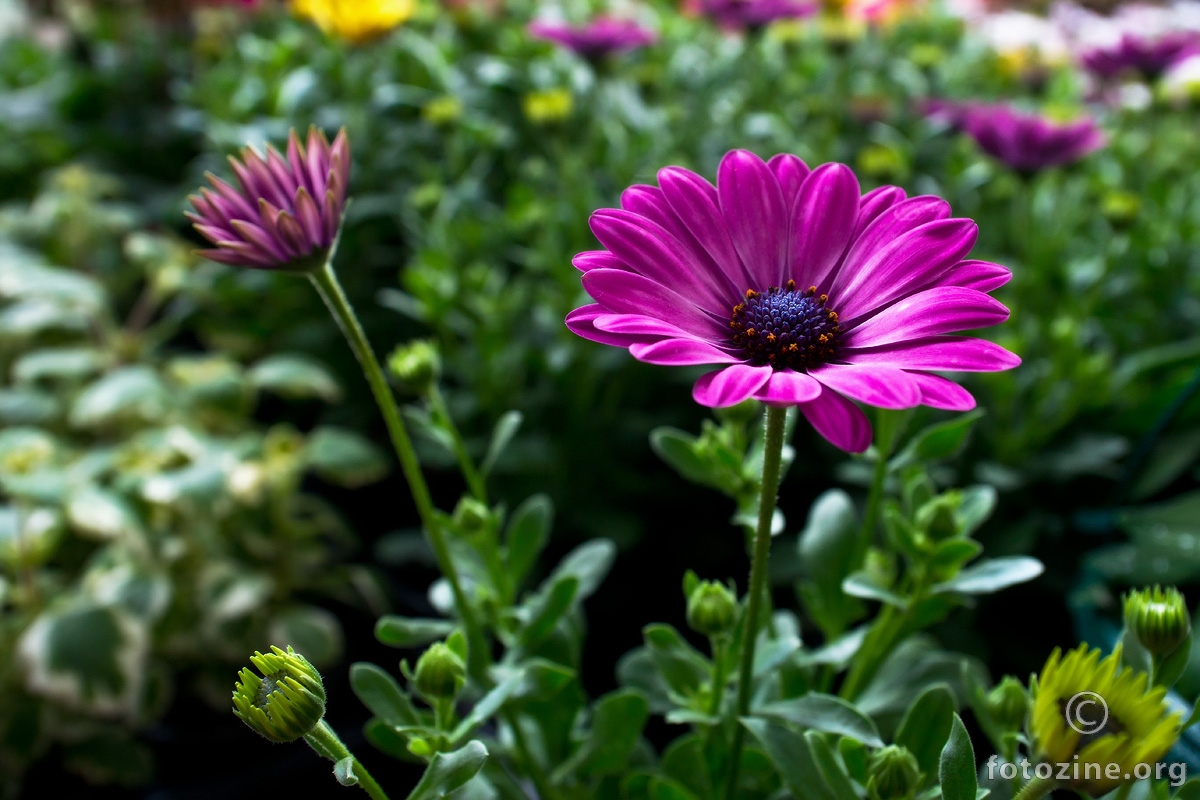 Osteospermum