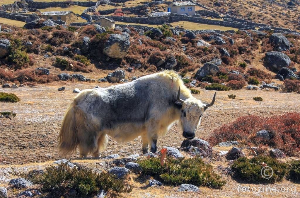 Yak