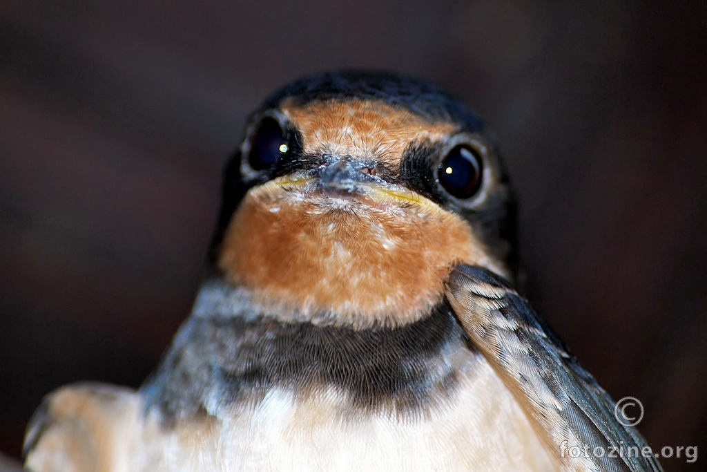 Hirundo rustica-LASTAVICA POKUĆARKA