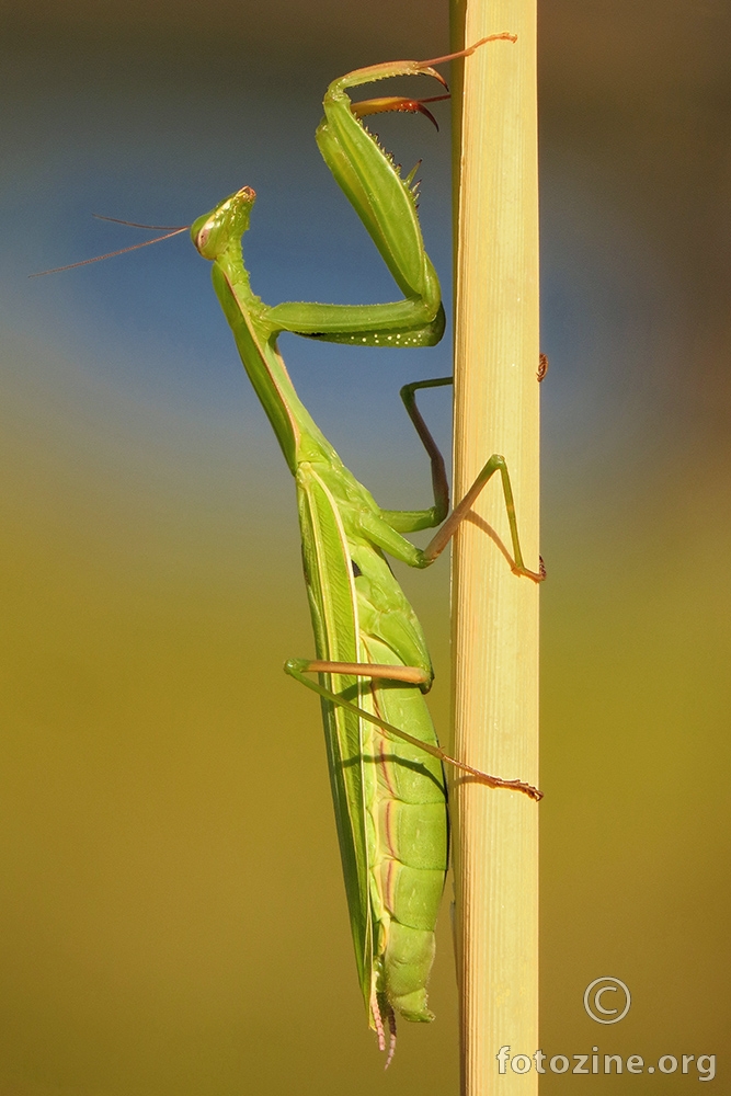 Bogomoljka (Mantis religiosa)