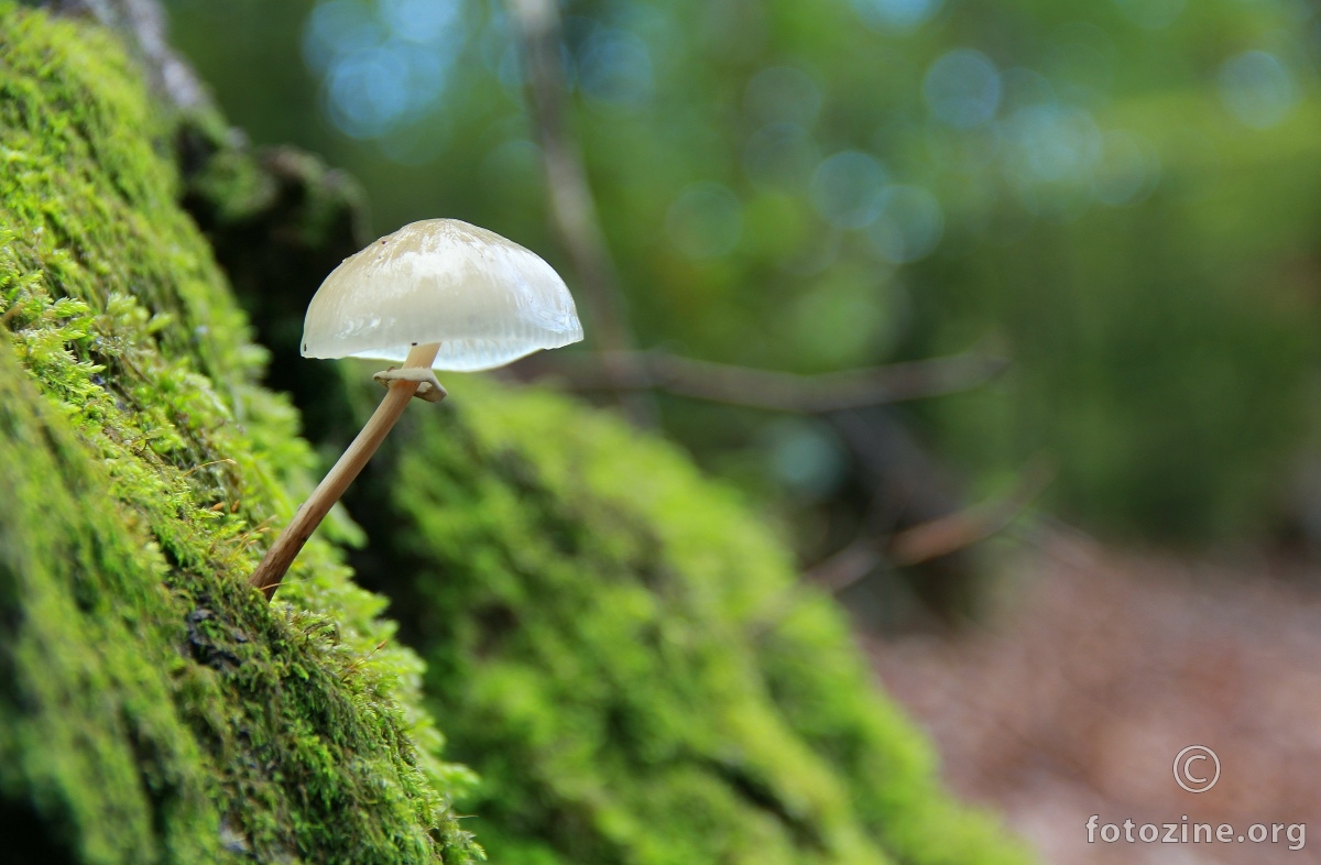 Mala luda meduzica