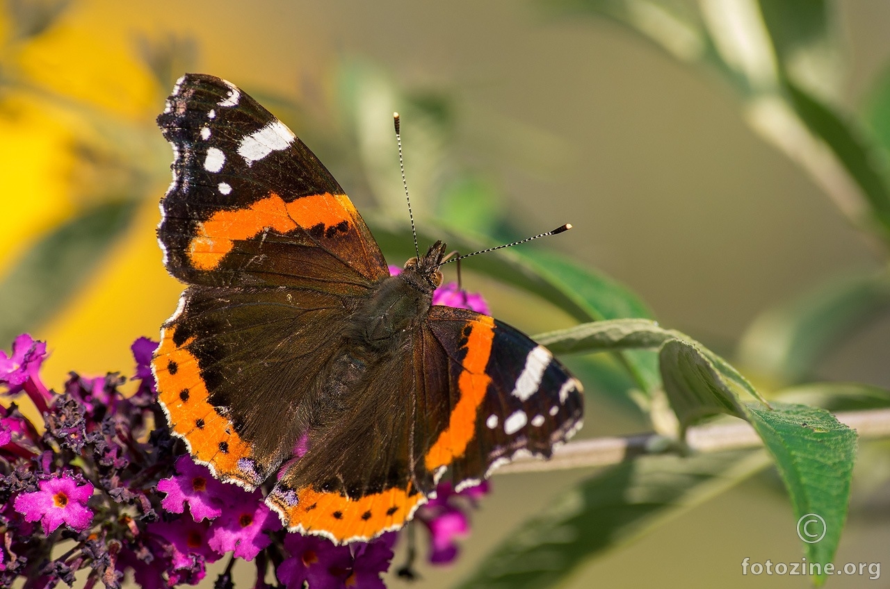 Ljepokrili admiral (Vanessa atalanta)