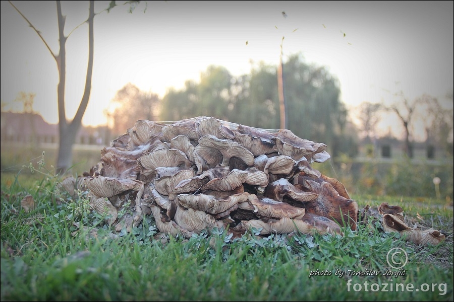 Hrpa gljiva ..medena puza ..