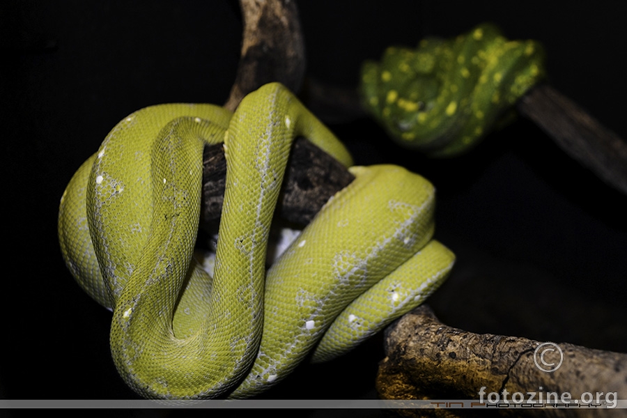 Gtp pair