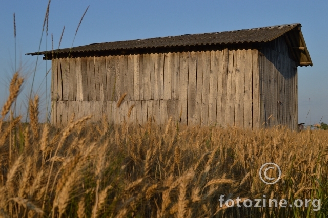 Kućica u žitu