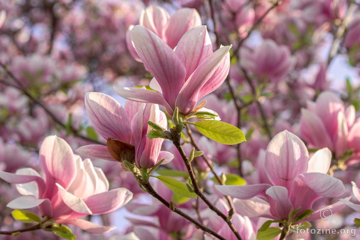 Magnolija