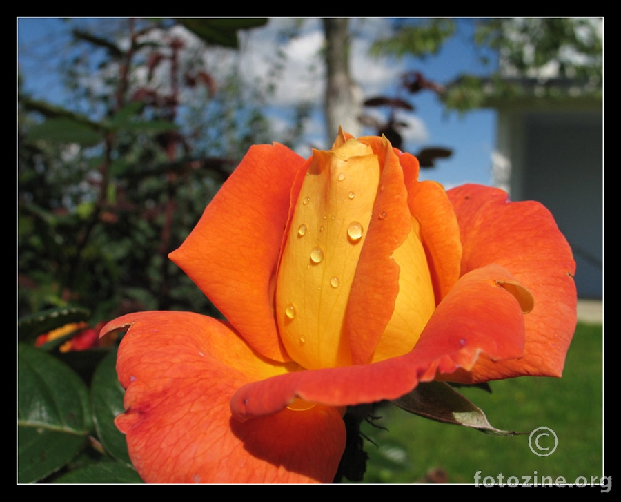 orange rose