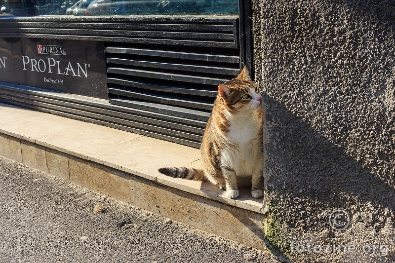 Pet shop stalker