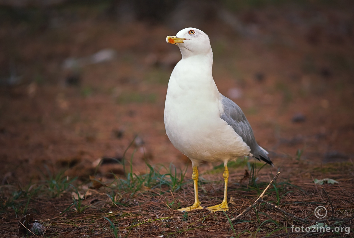 Galeb klaukavac ( Larus cachinnans )