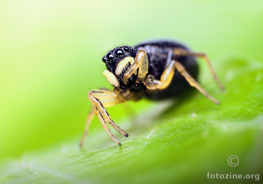 Heliophanus auratus female