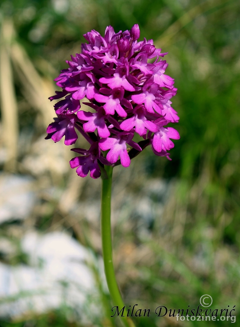 crvena vratiželja