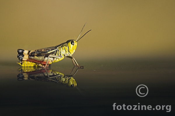 Grasshopper