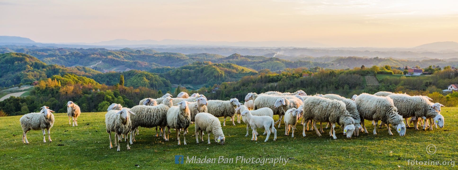 Ovce na Zagorskom brijegu